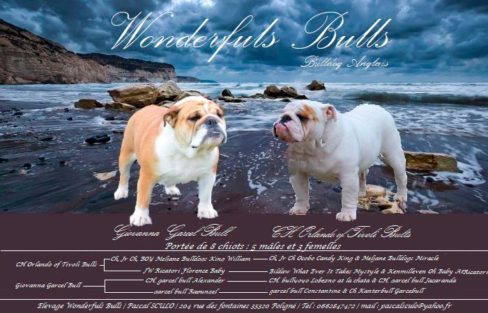 Des wonderfuls bulls - Bulldog Anglais - Portée née le 28/09/2020