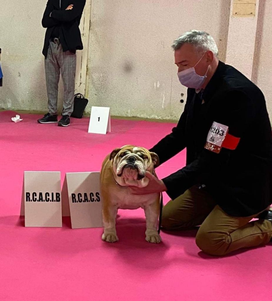 Des wonderfuls bulls - Exposition canine Bourges 2022