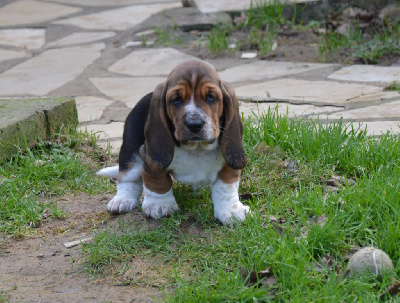 Des wonderfuls bulls - Basset Hound - Portée née le 10/11/2023