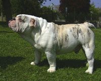 Ugguy boy Des wonderfuls bulls