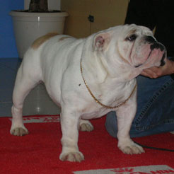 Van-lou Des wonderfuls bulls