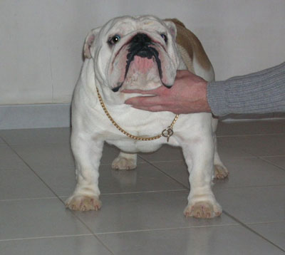 Vidocq Des wonderfuls bulls