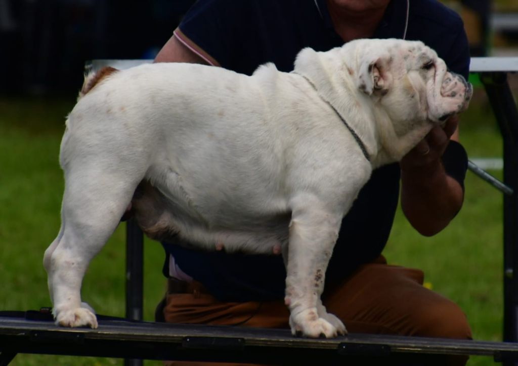 Rose Des wonderfuls bulls