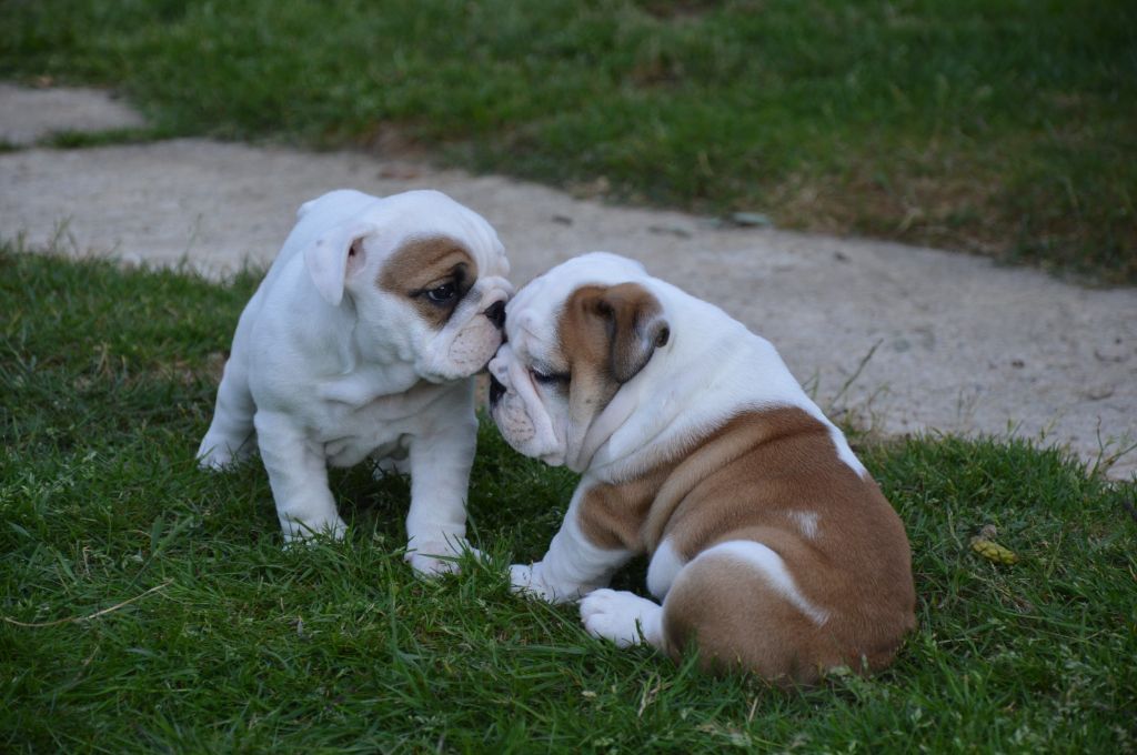 Des wonderfuls bulls - Chiots disponibles 