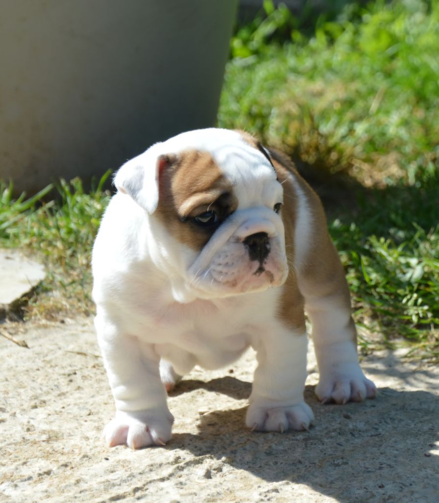 Des wonderfuls bulls - Chiot disponible 