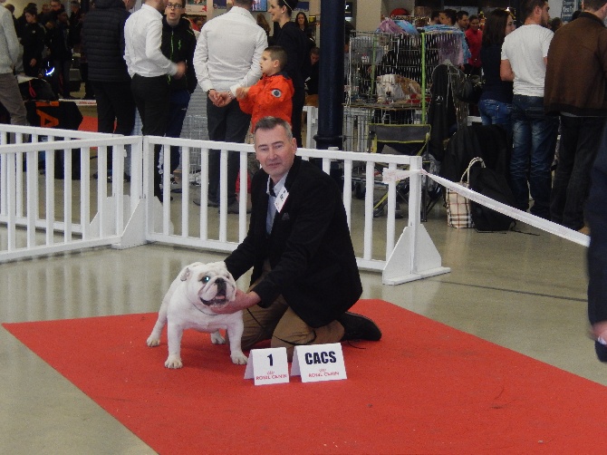 Des wonderfuls bulls - PARIS DOG SHOW