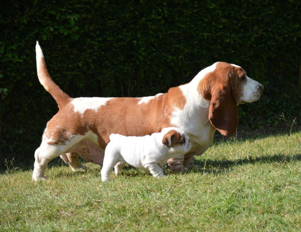 Chiots Rose disponibles fin juin 2025
