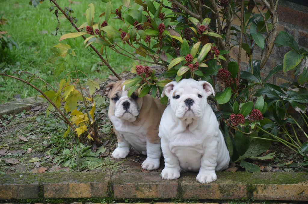 Chiots née a la maison 