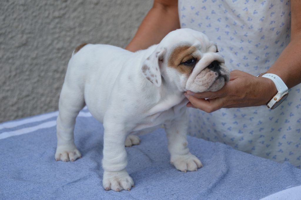 Des wonderfuls bulls - Chiots disponibles - Bulldog Anglais