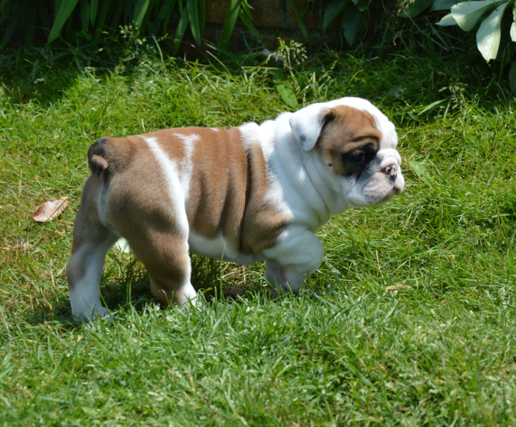 Des wonderfuls bulls - Chiots disponibles - Bulldog Anglais