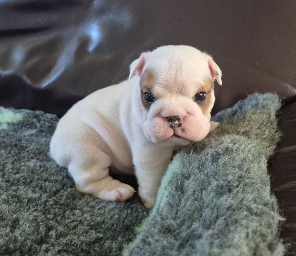 Des wonderfuls bulls - Chiots disponibles - Bulldog Anglais