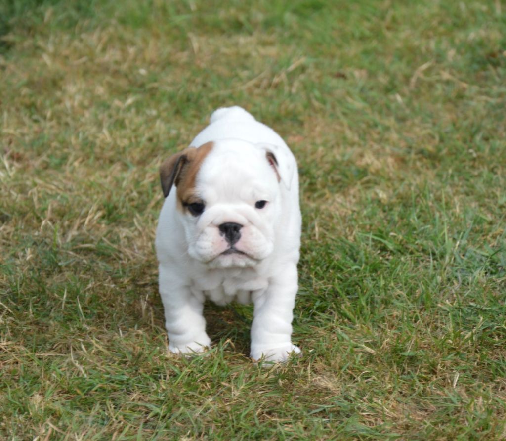 Des wonderfuls bulls - Chiots disponibles - Bulldog Anglais