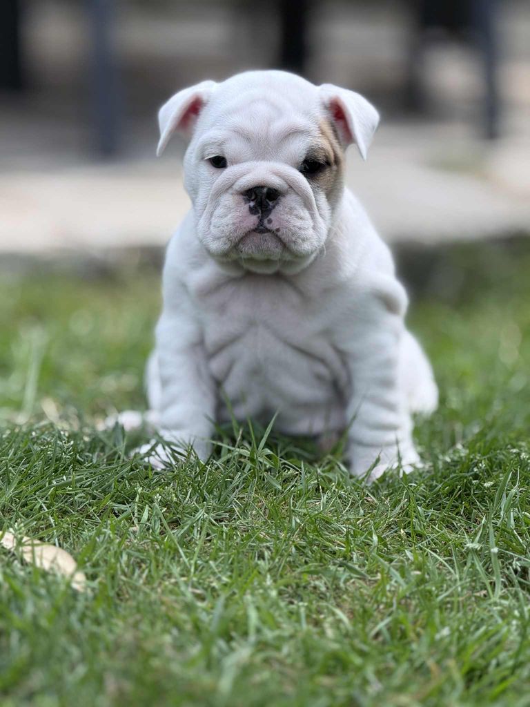 Des wonderfuls bulls - Chiots disponibles - Bulldog Anglais