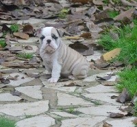 CHIOT