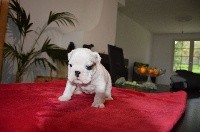 CHIOT