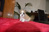 CHIOT