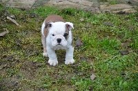 CHIOT