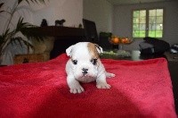 CHIOT