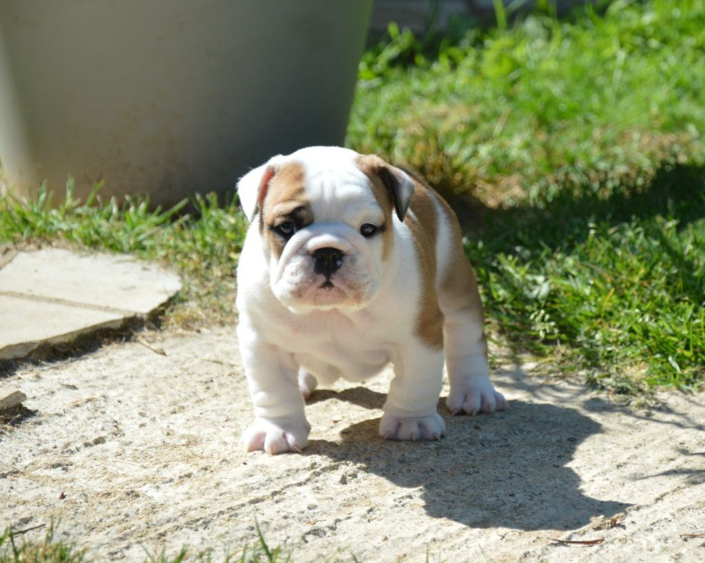 Des wonderfuls bulls - Chiots disponibles - Bulldog Anglais