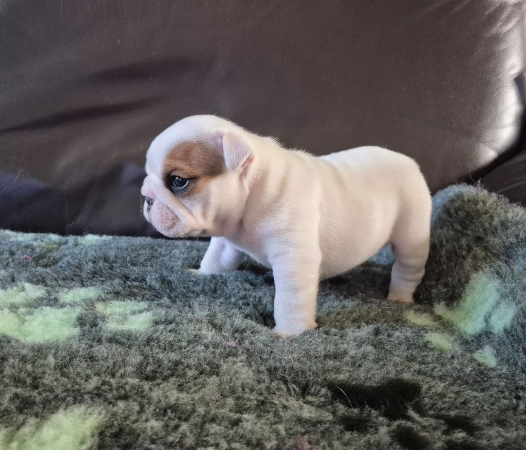 Des wonderfuls bulls - Chiots disponibles - Bulldog Anglais