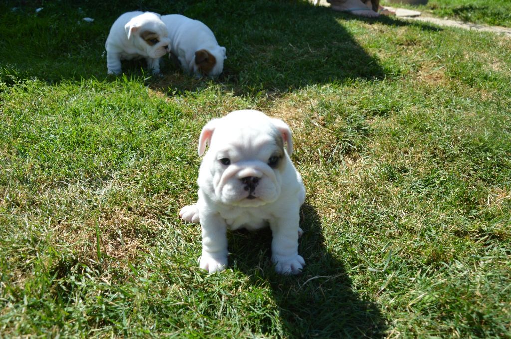 Des wonderfuls bulls - Chiots disponibles - Bulldog Anglais